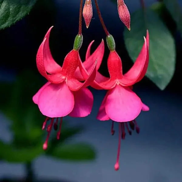 Fuchsia Hybrida Voss Seeds