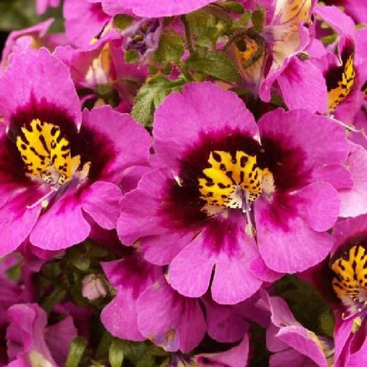 Butterfly Flower - Angel Wings Mix