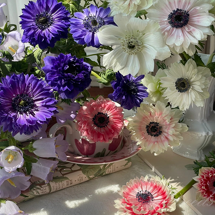 Double-flowered Anemone Seeds (Mixed Colors)