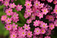 Heirloom Non-GMO Myosotis Sylvatica Flower Seeds for Planting – Forget-Me-Not Garden Blooms