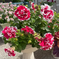 Crinkle Edge Petunia Flower Seeds