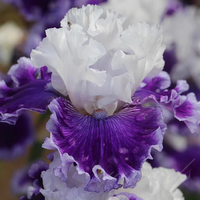 German Iris Bulbs