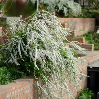 Forsythia Snow Willow-Snowflake Seeds