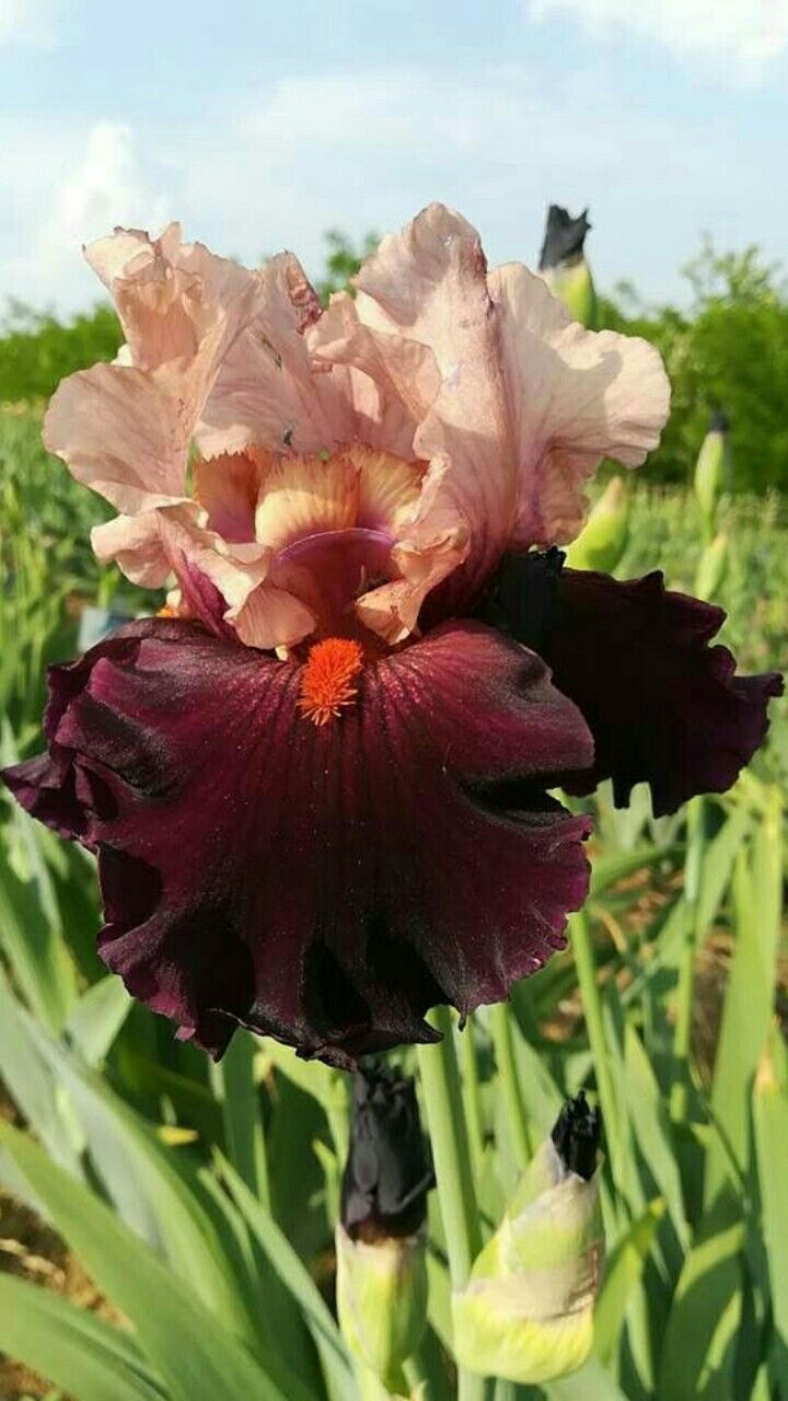 Broad Shoulders Bearded Iris