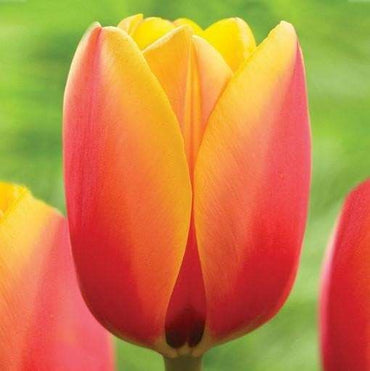 Oxford Elite Perennial Tulip Seeds
