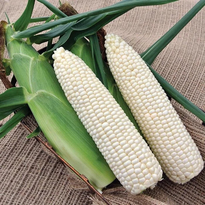 Sweet Corn Seeds