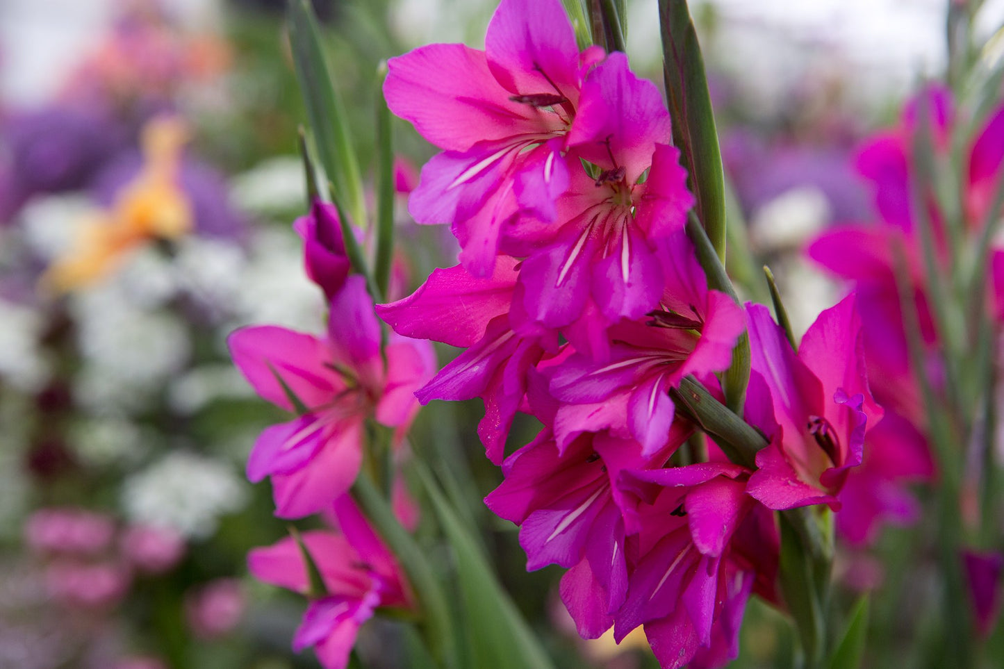 Byzantinus Gladiolus