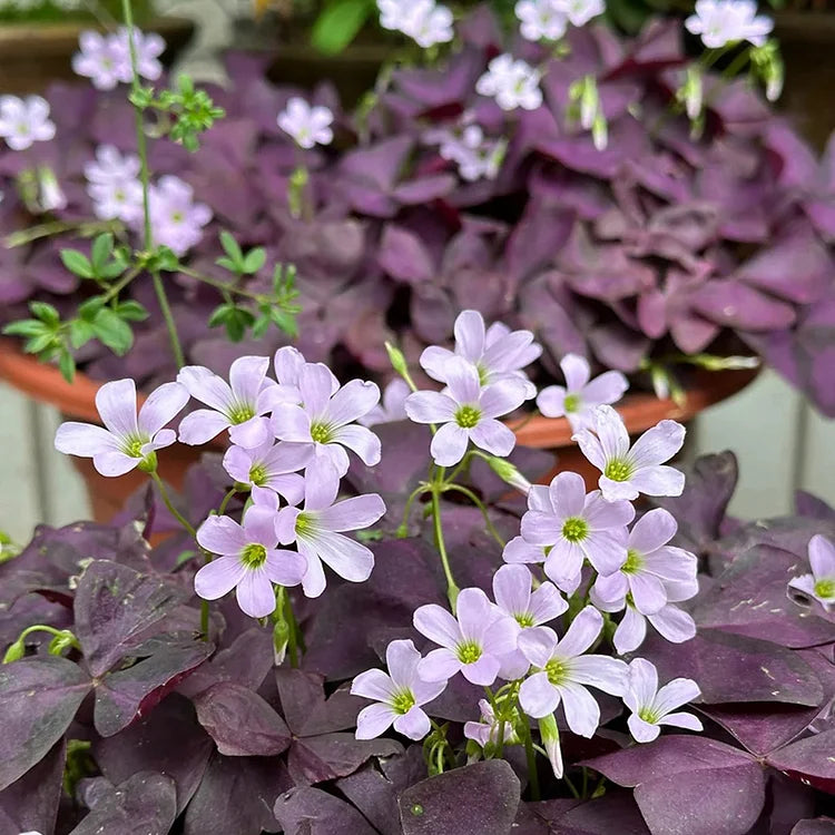 Purple-leafed Oxalis Seeds