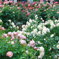 Mixed Color Climbing Roses Seeds
