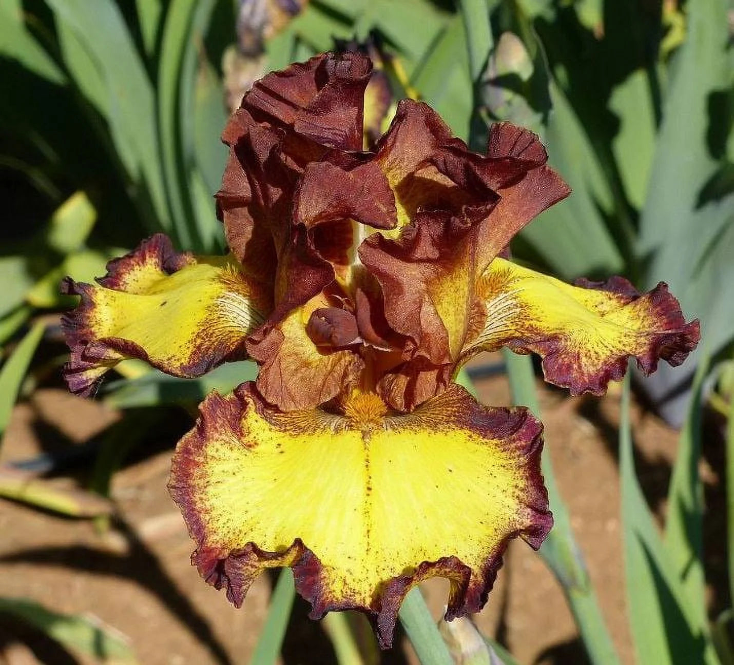 Red Hot Chili Reblooming Bearded Iris Seeds