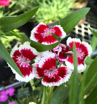 White Red Dianthus Flower Seeds – Heirloom, Non-GMO Seeds for Planting Bright Garden Blooms