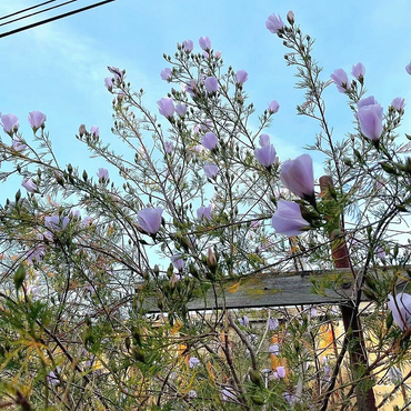 Paper Hibiscus Seeds