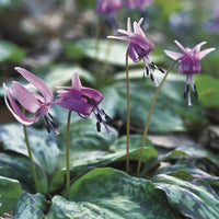 Heirloom (Heirloom scientific name) for planting in garden