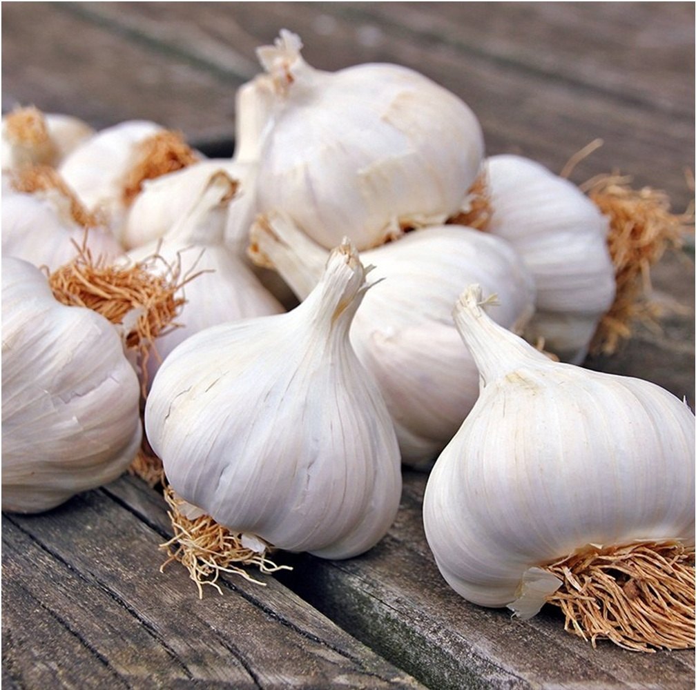 Garlic- Australian White ()