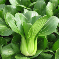 Little Bok Choy Seeds