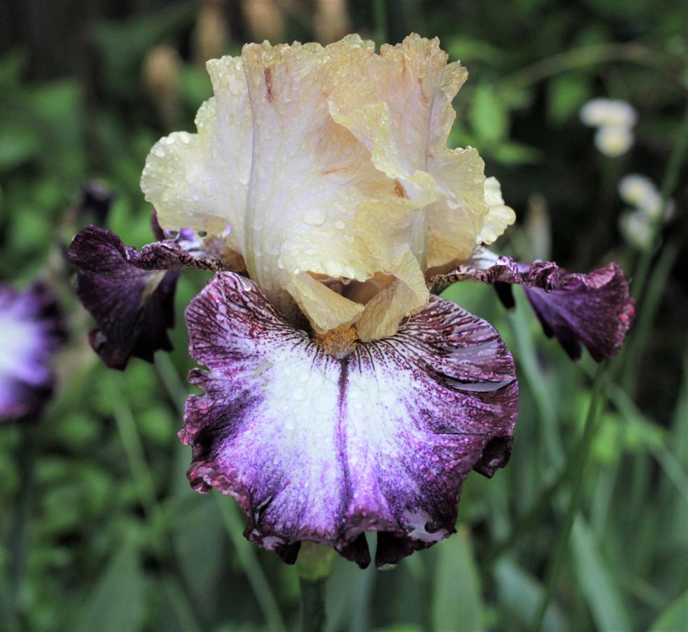 Margin Call Bearded Iris Seeds