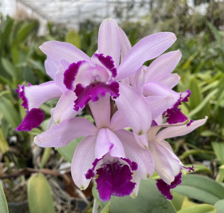 Heirloom Non-GMO Cattleya Intermedia Flower Seeds for Planting – Exotic Orchid Flower Seeds
