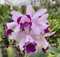 Heirloom Non-GMO Cattleya Intermedia Flower Seeds for Planting – Exotic Orchid Flower Seeds