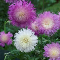 Cornflower Seeds – Imperialis Mix