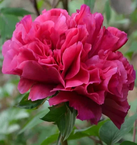 Rebel Rockii-Flare Tree Peony