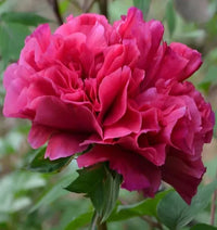 Rebel Rockii-Flare Tree Peony