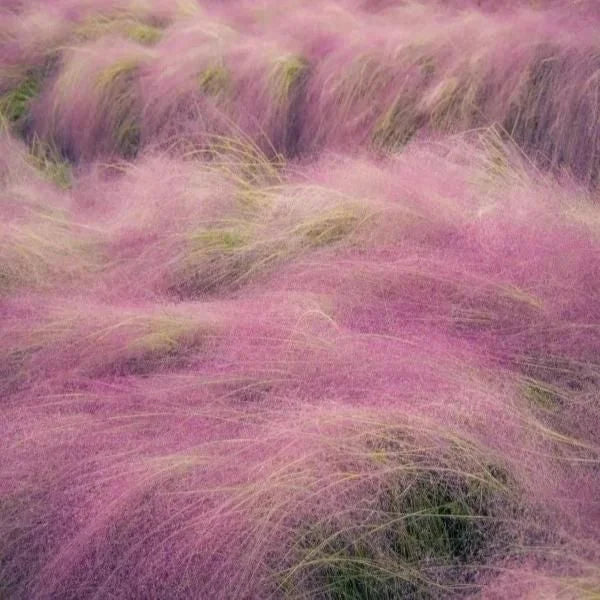 Muhlenbergia Capillaris Seeds