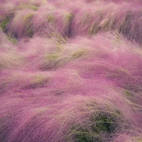 Muhlenbergia Capillaris Seeds