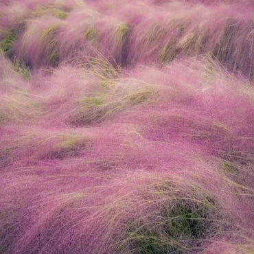 Muhlenbergia Capillaris Seeds