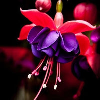 Fuchsia Flowers Seeds
