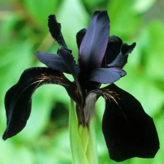 Siberian Iris Roots Black Flowered Seeds