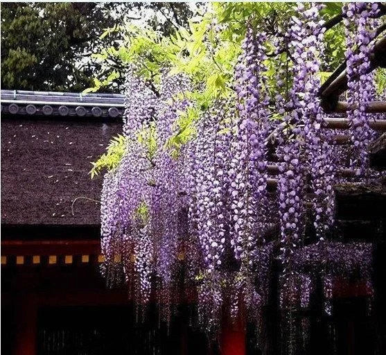 Purple Wisteria Flower Seeds