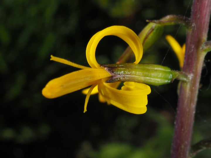 Heirloom Non-GMO Ligularia przewalskii Flower Seeds | Przewalski's Golden Ray for Moist, Shaded Gardens