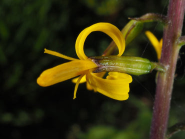 Heirloom Non-GMO Ligularia przewalskii Flower Seeds | Przewalski's Golden Ray for Moist, Shaded Gardens