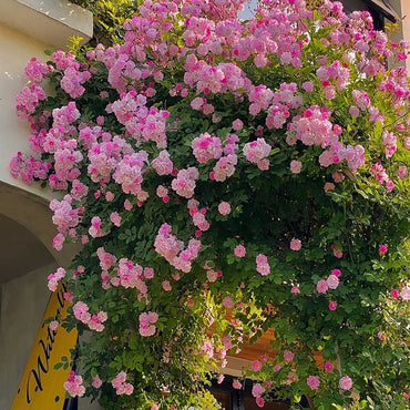 Mixed Color Climbing Roses Seeds