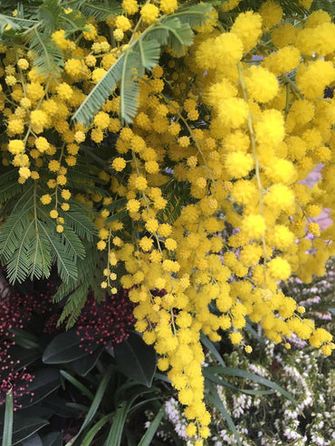Heirloom Dealbata Mimosa Flower Seeds, Non-GMO Fragrant Yellow Blooms for Garden Planting