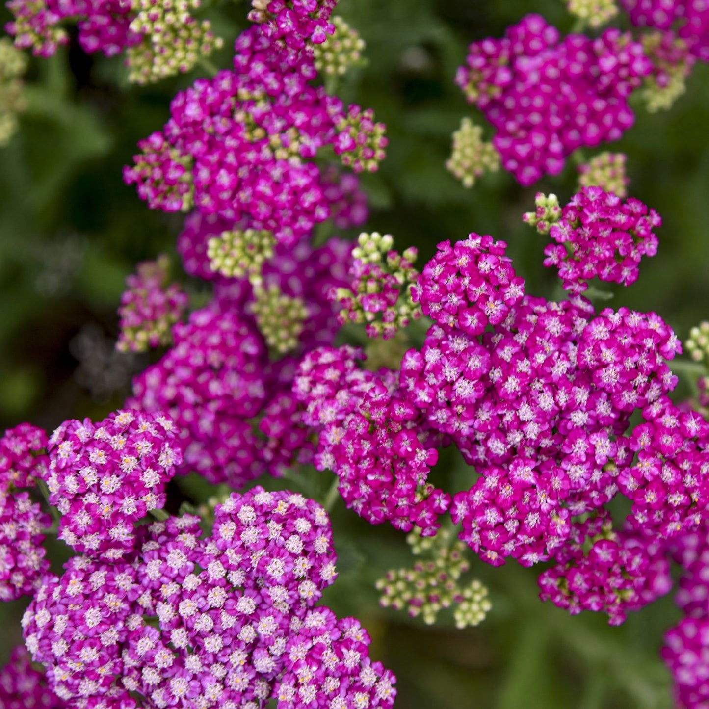 Firefly Fuchsia Yarrow