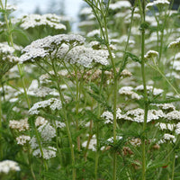 The Pearl – Yarrow Seed