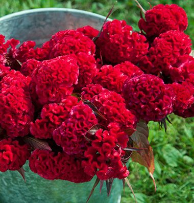 Chief Carmine – Celosia Seed