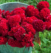 Chief Carmine – Celosia Seed