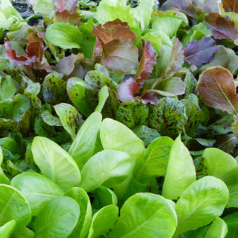 Salad Mix Collection – Organic Vegetable Seed