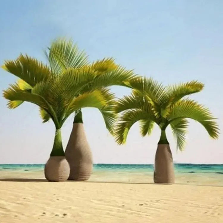 Exotic Bottle Palm Seeds