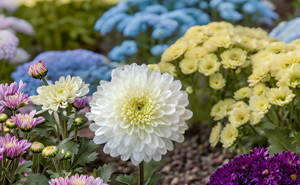 Chrysanthemum seeds for planting – hardy perennial flower seeds for gardens, landscaping, and container gardening"