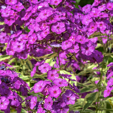 Desire Bambini Phlox
