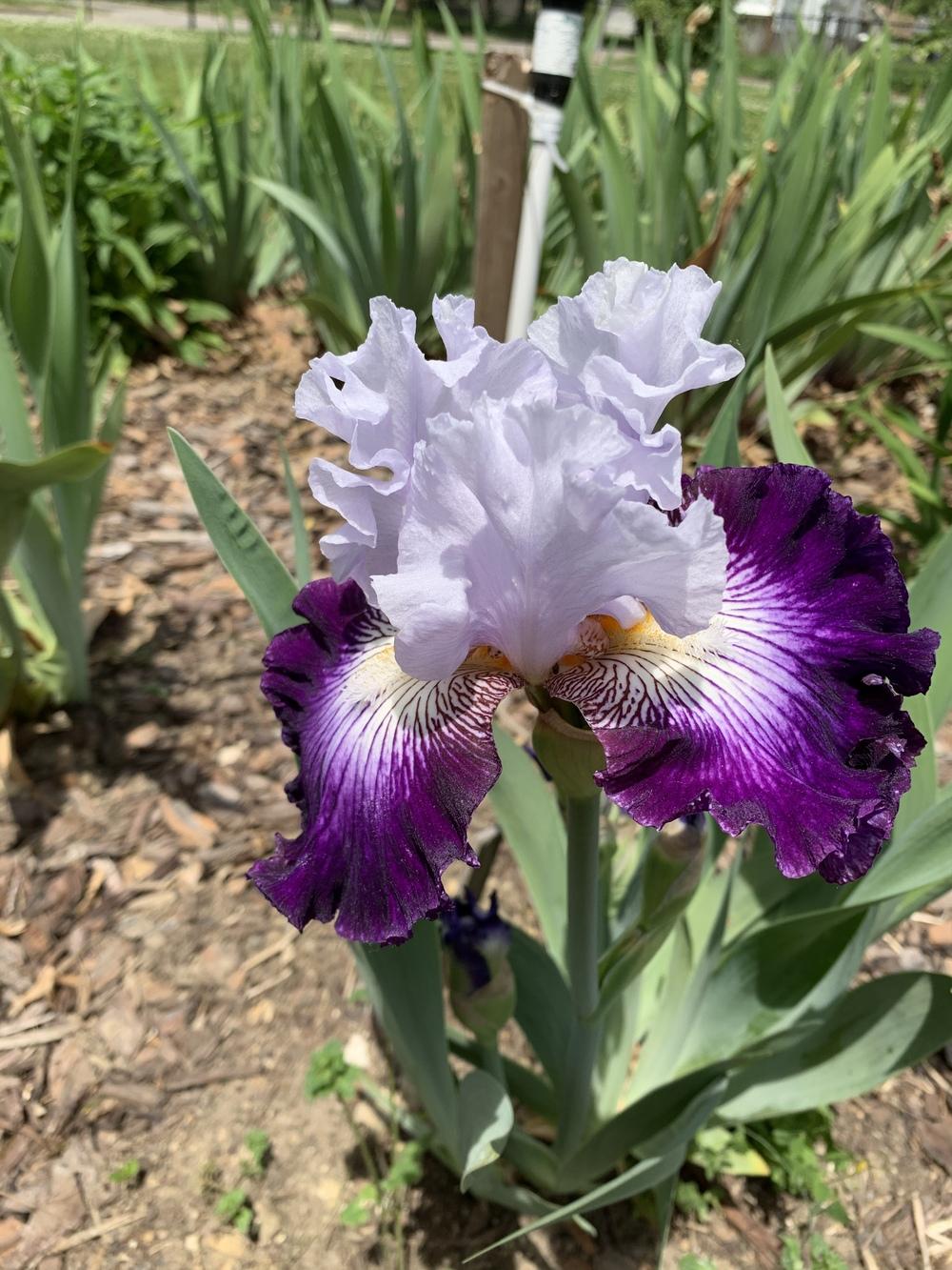 Off Topic Bearded Iris Seeds
