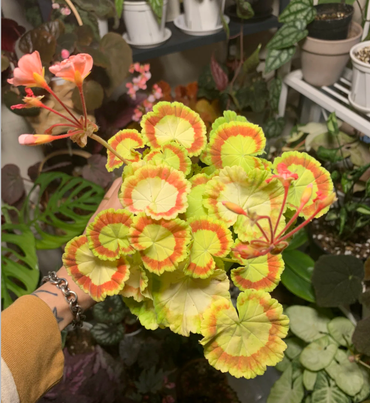 Geranium Lady Hillingdon Seeds