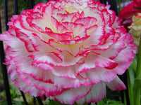 Prima Donna Begonia White with Pink Picotee