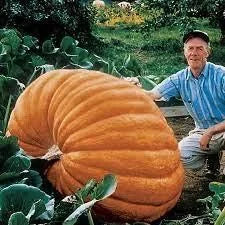 Pumpkin Big Seeds