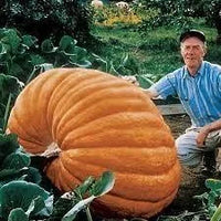 Pumpkin Big Seeds