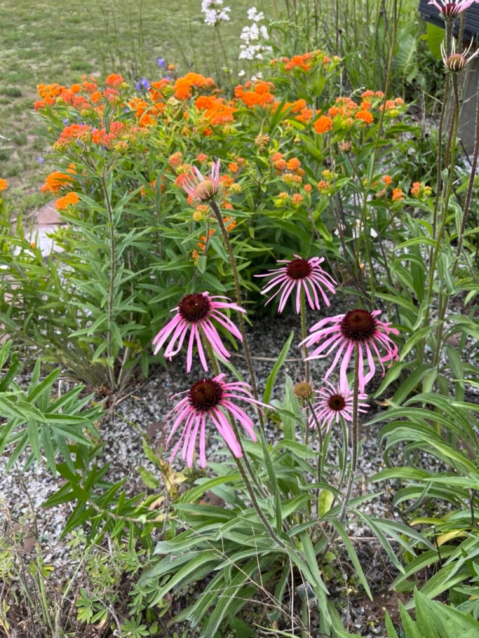 Echinacea- Pale Purple Coneflower