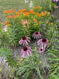 Echinacea- Pale Purple Coneflower